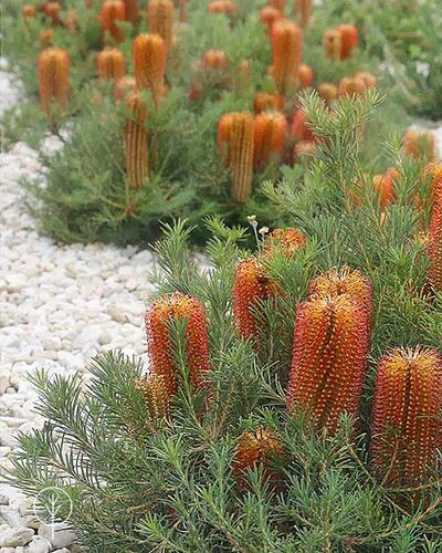 Photo_by_Boodle_Concepts_Australian_Natives_1_yug3jl